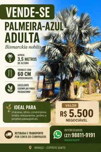Palmeira Azul adulta
