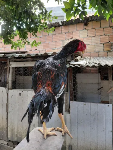 Frango shamo