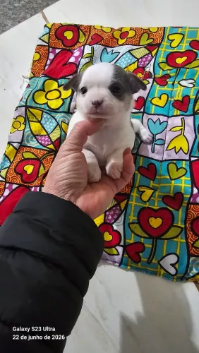 Vende-se filhote de Chihuahua fêmea para reserva 