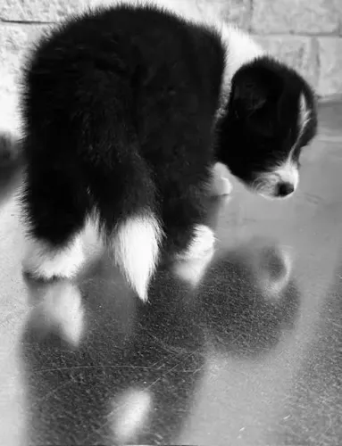 Filhotes de Border Collie | Pura simpatia.