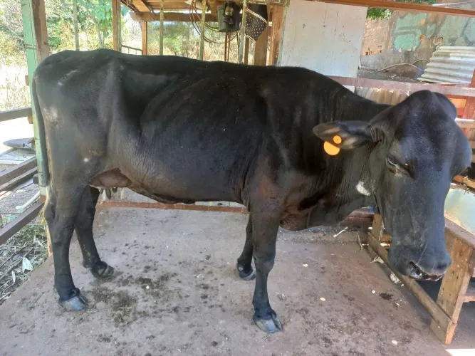 Vacas de leite