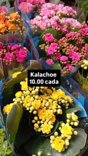 Kalachoe