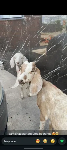 Casal de cabra