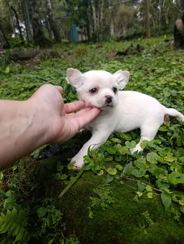 Chihuahua pelo curto filhotes