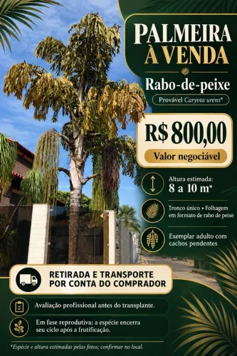 Palmeira-rabo-de-peixe adulta 