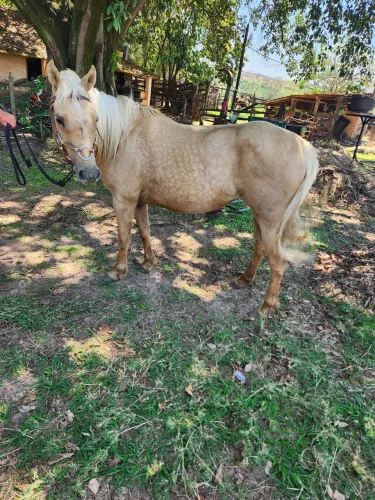 Égua