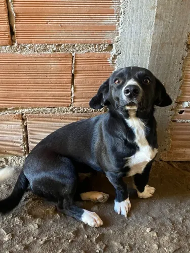 Doação de cachorro 