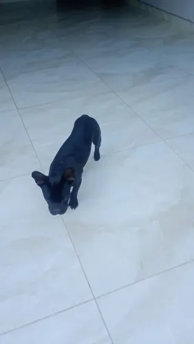 Bulldog francês de 10 meses