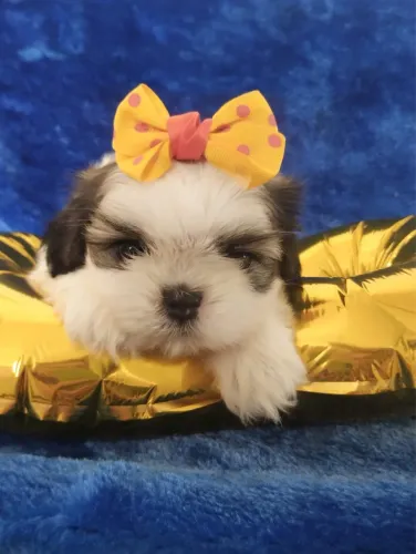 Shih tzu