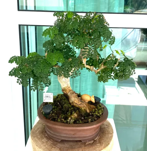 Bonsai de Piteco