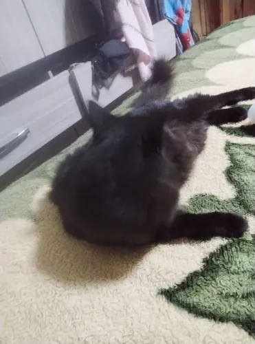 Doação de gata 