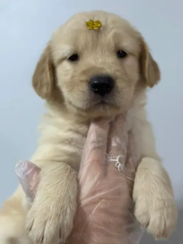Golden bem fofinho