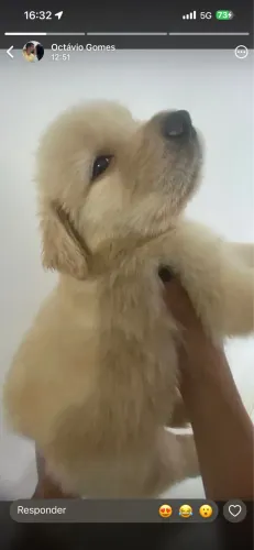 Golden Cachorro Macho 