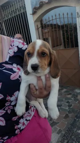 ? Ninhada de Beagle | Reserve Seu Novo Melhor Amigo
