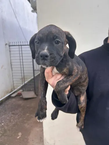 Filhote boxer com bulldog campeiro , fêmea 65 dias