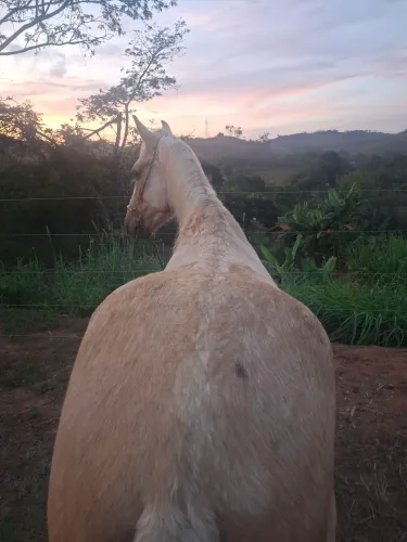 Cavalo para cavalgada, marcha batida, manso para crianças, cavalo garantido sem defeito.
