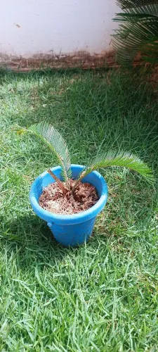 Lindas plantas- Cyca revoluta *