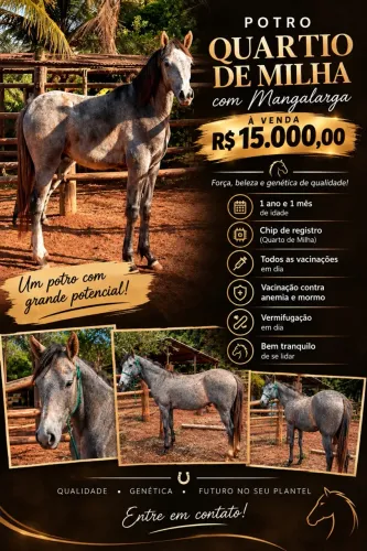 Potro Quarto de Milha com Mangalarga