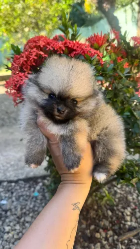 SPITZ ALEMÃO FÊMEA 