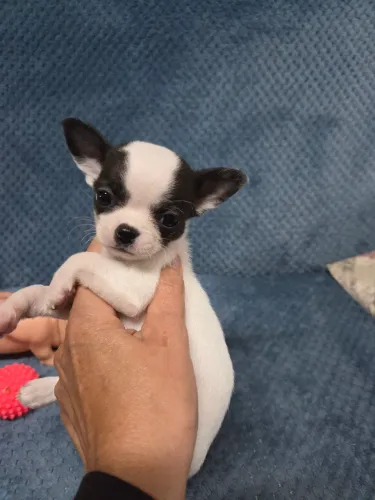 Filhote de chihuahua