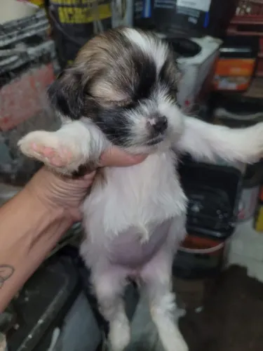 Fêmeas de shihtzu 