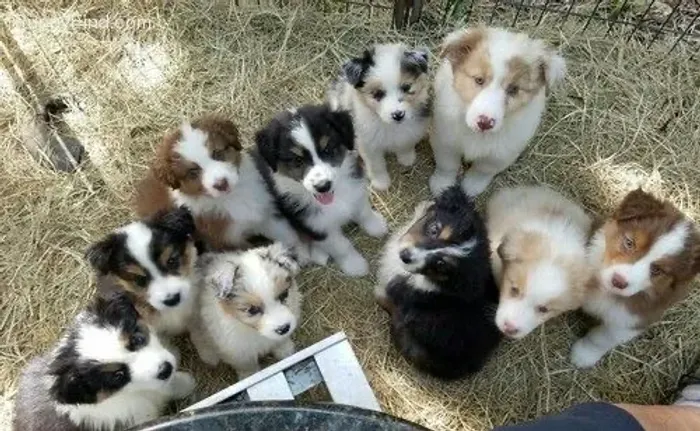 Border Collie Um Gesto Especial Para Alguém Especial 