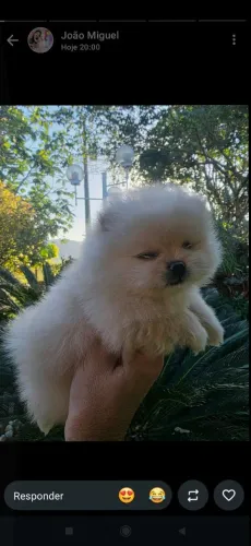 Lindo lulu da Pomerânia
