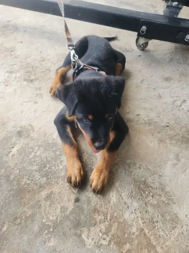 Rottweiler puro macho 2 meses e 27 dias
