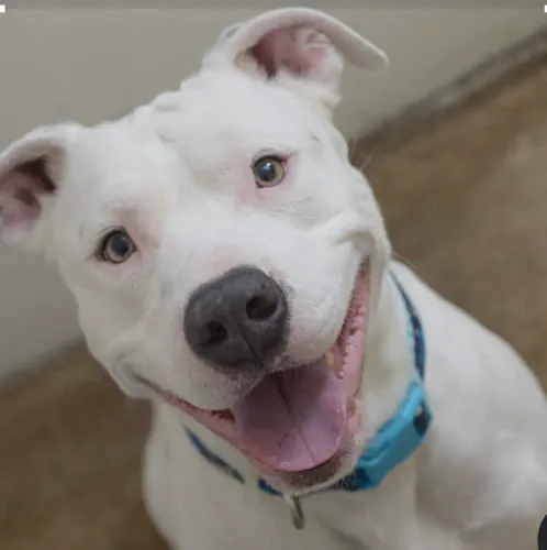 Pitbull 6 meses dócil 350 reais