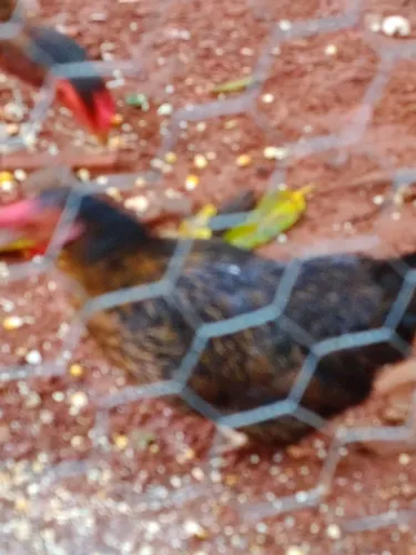 Vendo 1 Galizé e 2 Galizé frango
