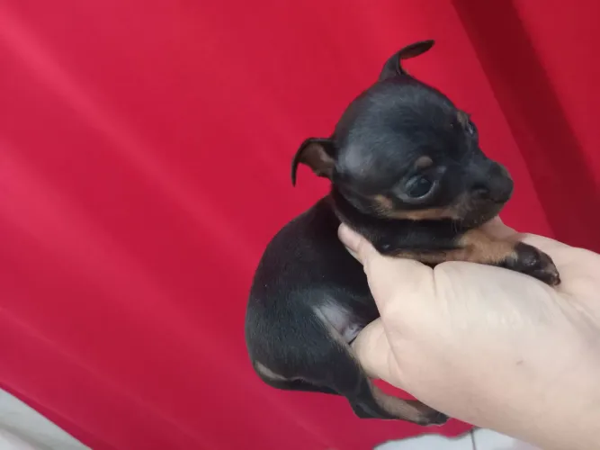 Pinscher zero