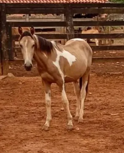 Potro ,Potras e Éguas 