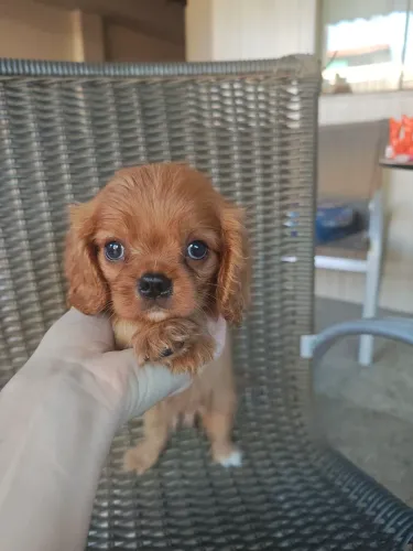 Lindo filhote de Cavalier King Charles Spaniel macho cor Rubi