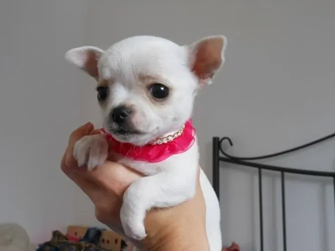 Chihuahua macho Entrega hoje pra sua familia 