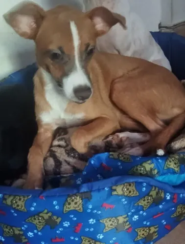 Doa-se cachorro de raça indefinida 