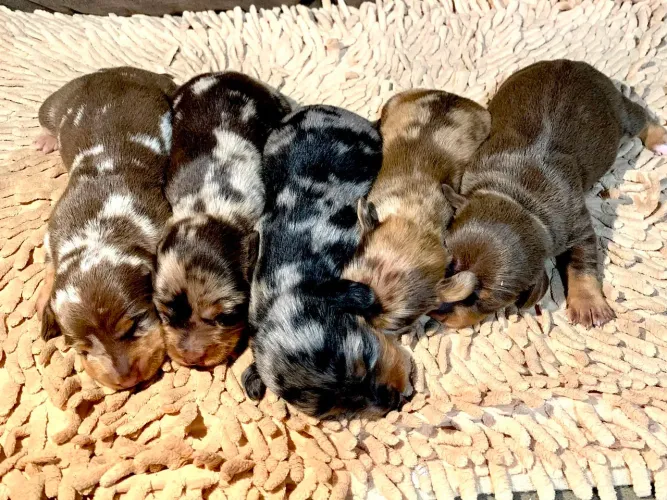 Dachshund