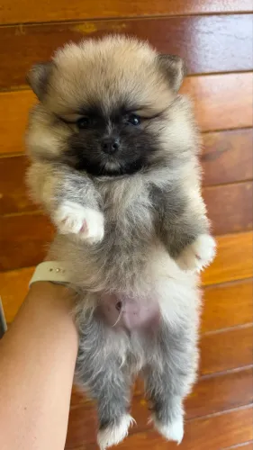Filhote macho Spitz alemão