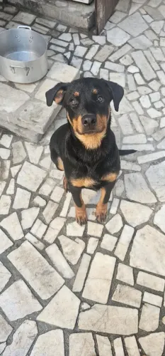 Rottweiler com Pedigree | 100% Vacinado com Raiva e Giárdia | Pronto para Reprodução