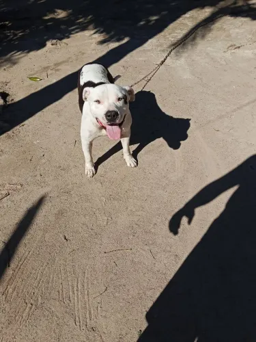 Pitbull 