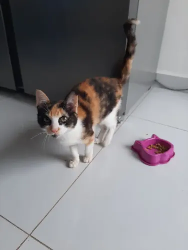 DOA-SE GATINHA