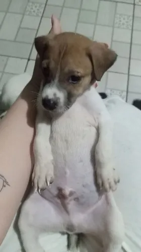 Filhotes de cachorro para doação 