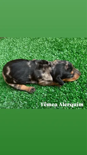 Basset Mini Dachshund 