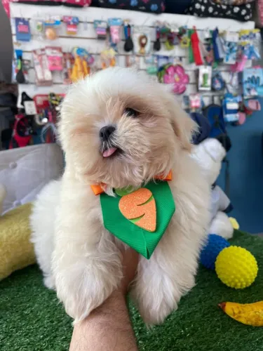 Shihtzu 3 vacinas v10