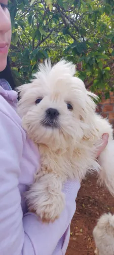Filhote Lhasa Apso macho