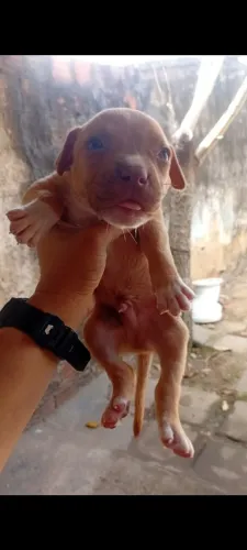 Pitbull 