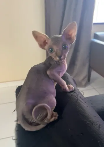 Sphynx Filhote