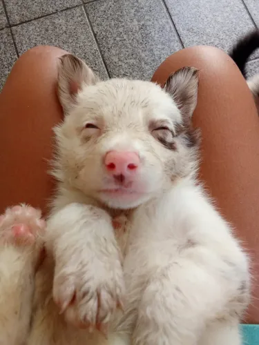 Vendo filhotes de Border Collie