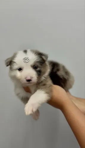 Border Collie merle