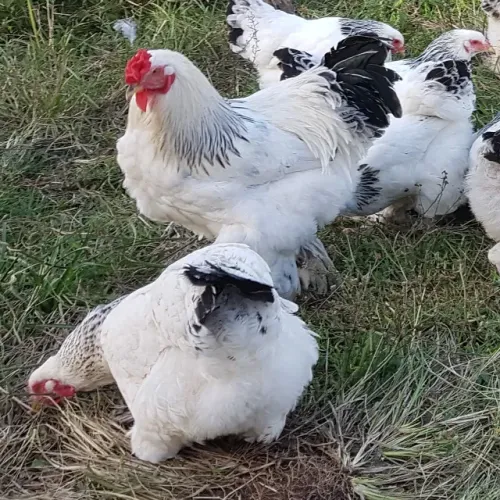 Brahma Light - Aves ornamentais