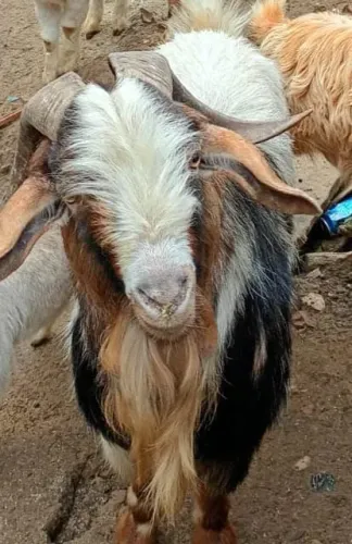 Cabrito reprodutor 